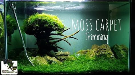 Moss Carpet - Carpet Vidalondon