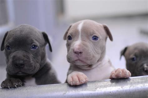 Pit Bull Puppy Wallpapers - Wallpaper Cave