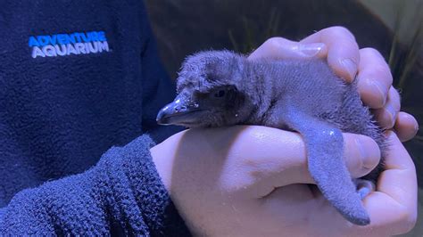 Baby Penguin! Adventure Aquarium in Camden, New Jersey announces birth ...