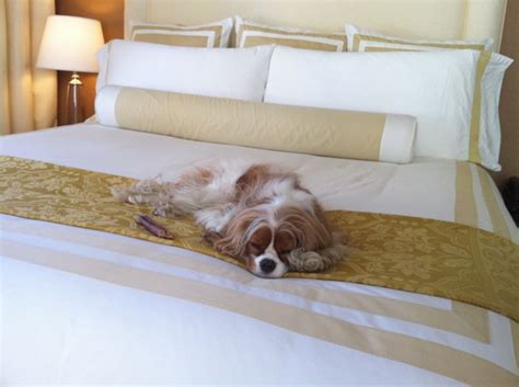 Denver, CO dog-friendly hotel: Hotel Teatro » Dog Jaunt