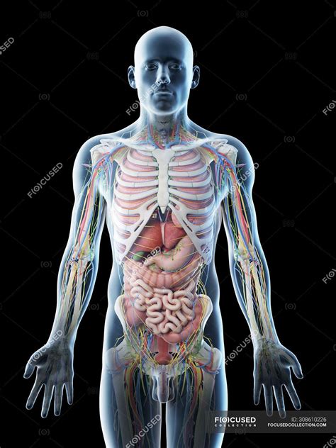 Male upper body anatomy and internal organs, computer illustration. — vascular, thorax - Stock ...