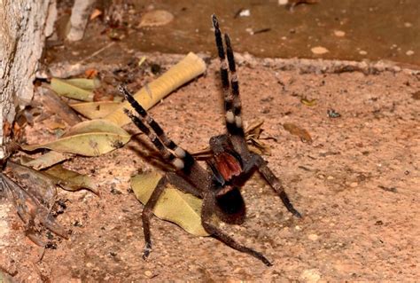 Brazilian Wandering Spider l Deadly Arachnid - Our Breathing Planet