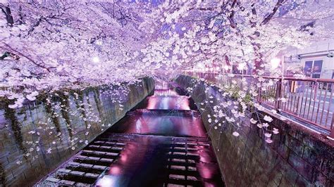 1080P free download | Purple Cherry Blossoms, water, japanese, wall, HD ...