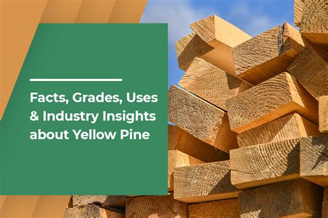 Facts, grades, uses & industry insights - everything about yellow pine