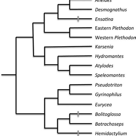 Evolution of true constricted-based tail autotomy in Plethodontidae... | Download Scientific Diagram