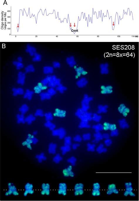 Frontiers | Chromosome Painting Provides Insights Into the Genome ...