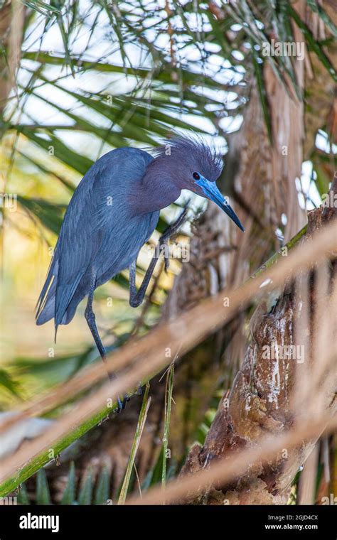 A little blue heron in breeding plumage, in south Florida Stock Photo - Alamy