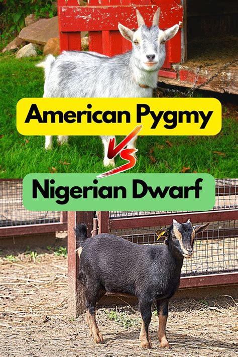 Read all about: Origin of American Pygmy and Nigerian Dwarf Goats | The Difference Between ...