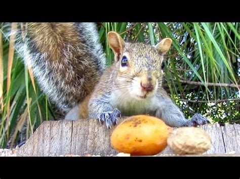 Wild Squirrel Diet Preferences - YouTube