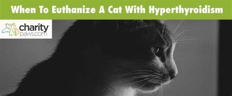 When To Euthanize A Cat With Hyperthyroidism (Our Opinion)