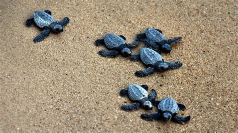 Mass Nesting of Olive Ridley Turtles