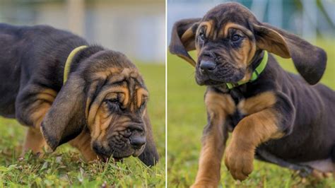 Here's how to help choose the names of the Pinellas sheriff's 2 new bloodhound puppy K9s | FOX ...