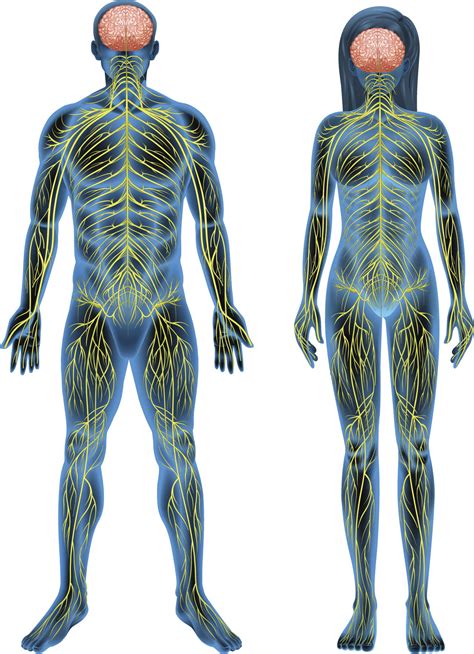 Human Nervous System Structure and Functions Explained With Diagrams - Bodytomy