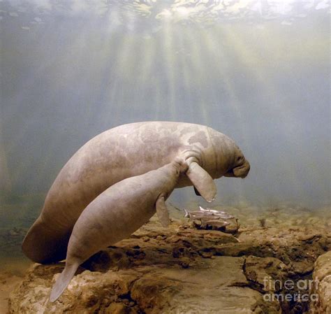 Manatee Family Photograph by Michael Beech