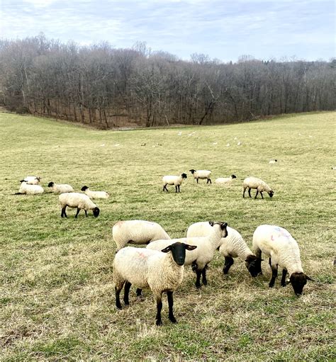 Now is the time to manage ewes for lambing success — Extension and Ag ...