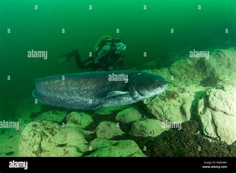 Wels Catfish and Scuba Diver, Silurus glanis, Aar River, Switzerland Stock Photo - Alamy