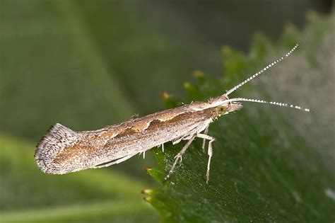 Diamondback moth | Pest Control, Crops & Agriculture | Britannica