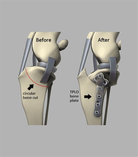 How Much Does A Dog Tplo Surgery Cost