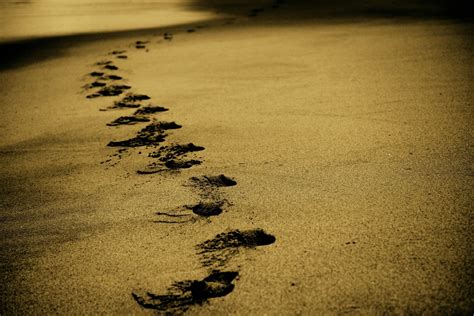 Free Images : sand, light, wood, sunset, sunlight, morning, texture ...