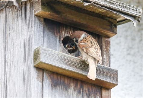 Sparrow Feeding Bird - Free photo on Pixabay - Pixabay