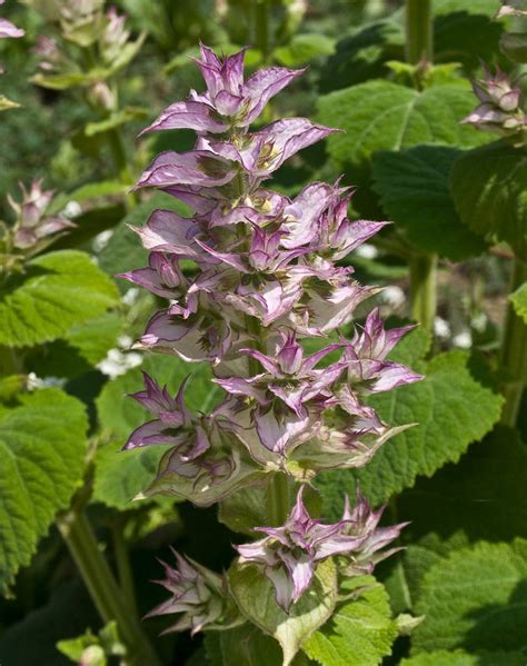 Clary Sage Plants For Sale | Salvia Sclarea | The Growers Exchange