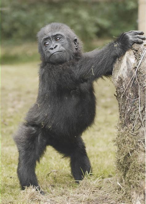 Young Gorilla Playing - Wildlife Shots