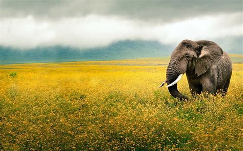 HD wallpaper: Elephant, Grass, Field, Walk, Sky, Beautiful scenery, animal | Wallpaper Flare