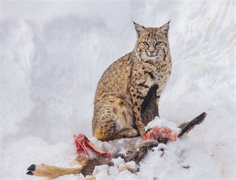 Yellowstone Winter Photo Tours and Workshops — Slonina Nature Photography