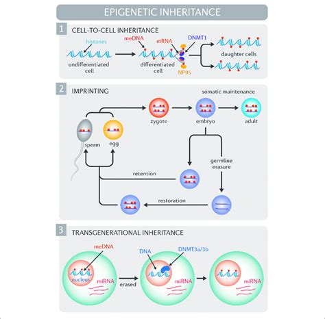 | Molecular mechanisms of epigenetic inheritance. (1) Cell-to-cell... | Download Scientific Diagram