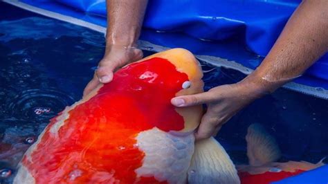 The Most Expensive Koi Fish In The World! - YouTube