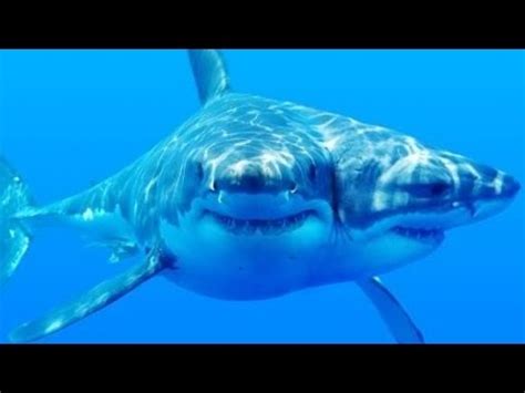 Shark Vs. Sea Snake | Doovi