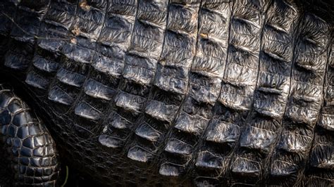 Floridian Goes Viral Filming Wild Alligator Removal From Home