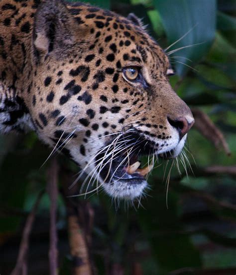 Jaguar Snarling Showing Fangs Photograph by Craig Lapsley