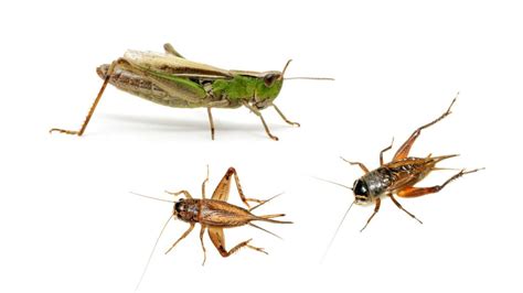 Are Crickets and Grasshoppers Related in Any Way? | All You Need to Know! - Pest Samurai