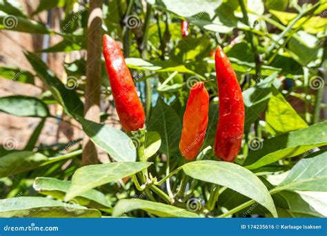 Fresh Red Chili Pepper Plant Stock Photo - Image of agriculture, bush ...