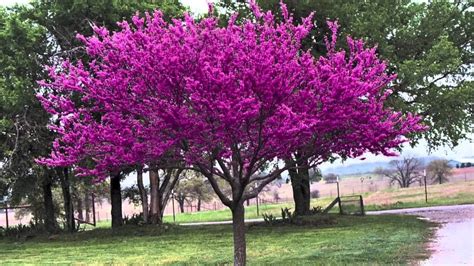 Heirloom Chinese Redbud Tree Seeds Beautiful Pink Flowering Tree ...