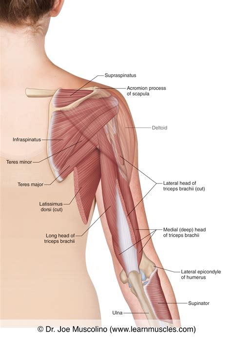 Muscles of the Posterior Arm - Deep View - Learn Muscles