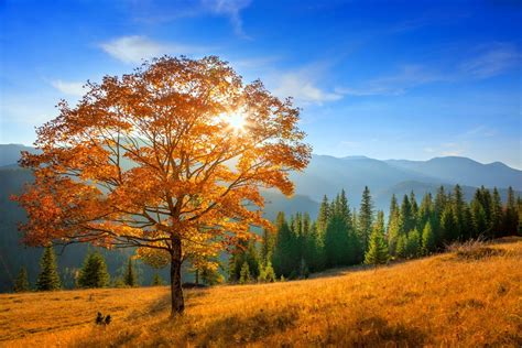 Download Forest Mountain Fall Nature Tree HD Wallpaper