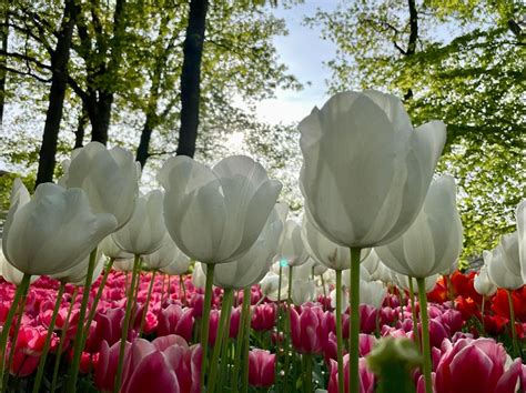 Holland Tulip Festival 2024 Dates - Shay Benoite