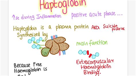 Haptoglobin functions | veterinary haematology - YouTube