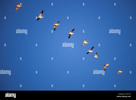 Flight of geese hi-res stock photography and images - Alamy