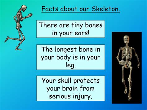 0 Result Images of Fun Facts About The Skeletal System - PNG Image Collection