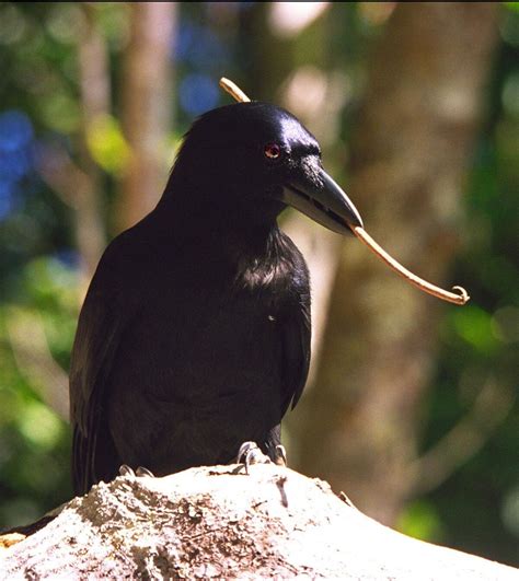 New Caledonian Crow | NatureRules1 Wiki | Fandom