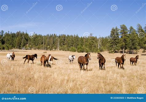 Wild Horse Herd stock image. Image of land, graze, west - 22302503