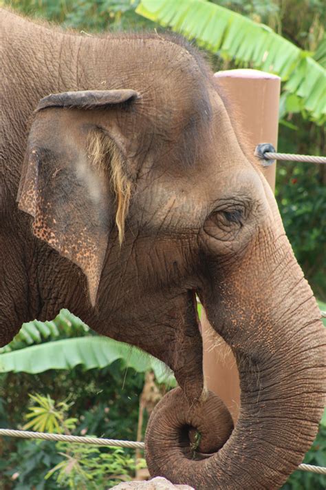 Honolulu Zoo | Honolulu zoo, Animals, Elephant