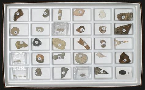 Fossil Specimens | Fossil Collecting Kit | Fossil Study