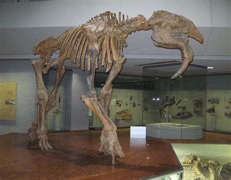 Deinotherium - Wikipedia | Immagini di elefanti, Preistoria, Fossili