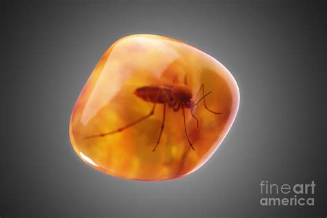 Mosquito In Amber Photograph by Science Picture Co - Fine Art America