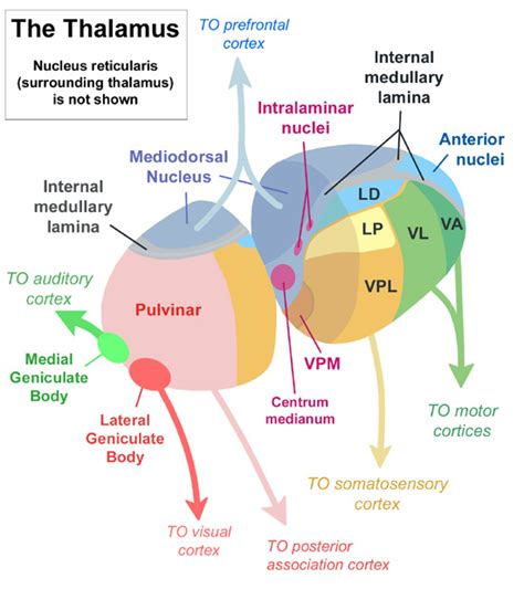 Dejerine-Roussy syndrome — Medlibes: Online Medical Library