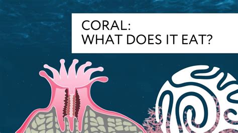 What Do Coral Polyps Eat - Katynel